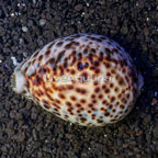 Tiger Cowrie Snail, XL (click for more detail)