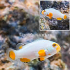 Captive-bred Platinum Percula Clownfish (click for more detail)