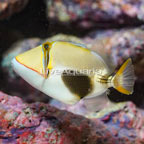 Bursa Triggerfish (click for more detail)