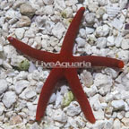 Orange Sea Star (click for more detail)