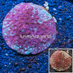 Favia Brain Coral Indonesia (click for more detail)