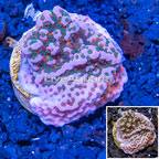 LiveAquaria® Cultured Montipora Coral (click for more detail)