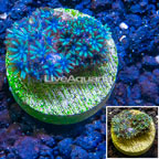 LiveAquaria® Cultured Blue Sympodium Polyps (click for more detail)