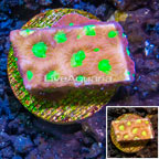 LiveAquaria® Cultured Favia Coral (click for more detail)