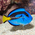 Yellow Belly Blue Tang (click for more detail)