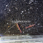 Scarlet Skunk Cleaner Shrimp, Pair (click for more detail)