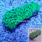 Frogspawn Coral Australia (click for more detail)