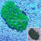 Maze Brain Coral Indonesia (click for more detail)