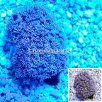 Goniopora Coral Indonesia (click for more detail)