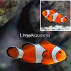 Ocellaris Clownfish (click for more detail)