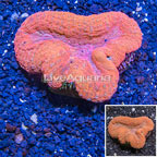 Lobed Brain Coral Fiji (click for more detail)