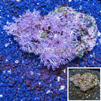 Xenia Coral Indonesia (click for more detail)