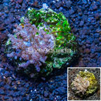  Pineapple Tree Coral Indonesia (click for more detail)