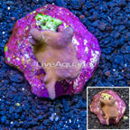 Toadstool Leather Mushroom Coral Indonesia (click for more detail)