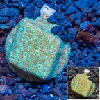 LiveAquaria® Cultured Leptoseris Coral (click for more detail)