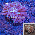 LiveAquaria® Cultured Hammer Coral (click for more detail)