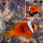 Tomato Clownfish (click for more detail)