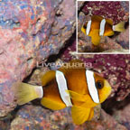 Clarkii Clownfish (click for more detail)