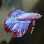 Rose Petal Betta, Male (click for more detail)