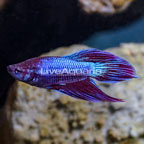 Veiltail Betta, Male (click for more detail)