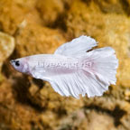 White Opal Betta, Male (click for more detail)