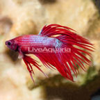 Crowntail Betta, Male (click for more detail)