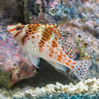 Spotted Pixie Hawkfish (click for more detail)