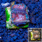 LiveAquaria® Cultured Favia Coral (click for more detail)