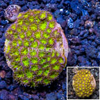 LiveAquaria® Cultured Leptastrea Coral (click for more detail)