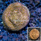 LiveAquaria® Cultured Montipora Coral (click for more detail)