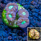 Candy Cane Coral (click for more detail)