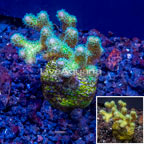 LiveAquaria® Cultured Green Pocillopora Coral (click for more detail)