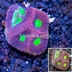 LiveAquaria® Cultured Goniastrea Brain Coral (click for more detail)