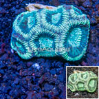 LiveAquaria® Cultured Goniastrea Brain Coral (click for more detail)