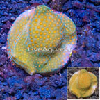 LiveAquaria® Cultured Montipora Coral (click for more detail)