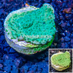 LiveAquaria® Cultured Montipora Coral (click for more detail)