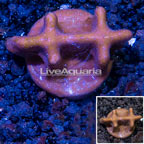 LiveAquaria® Cultured Blue Ridge Coral (click for more detail)