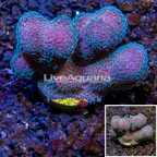 LiveAquaria® Cultured Stylophora Coral (click for more detail)