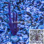 Cultured Purple Sea Whip  (click for more detail)