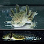 Melanistic Axolotl (click for more detail)