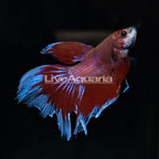 Halfmoon Butterfly Betta [Blemish] (click for more detail)