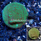 USA Cultured Screamin' Demon Porites Coral (click for more detail)