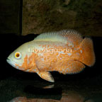 Albino Oscar (click for more detail)