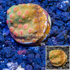 LiveAquaria® Cultured Cyphastrea Frag coral (click for more detail)