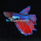 Dumbo Ear Halfmoon Betta [Blemish] (click for more detail)