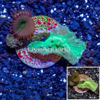 LiveAquaria® Cultured Green Cabbage Leather Coral & Protopalythoa Polyp Combo Frag (click for more detail)