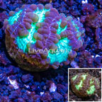 LiveAquaria® Cultured Blastomussa Wellsi Coral  (click for more detail)