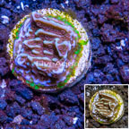 LiveAquaria® Cultured Encrusting Montipora Coral  (click for more detail)