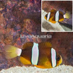 Clarkii Clownfish (click for more detail)