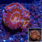 LiveAquaria® Cultured Acan Lord Coral (click for more detail)